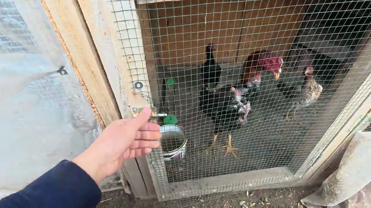 Yeni Hint Horozum / Kümes Temizliği Yaptım
