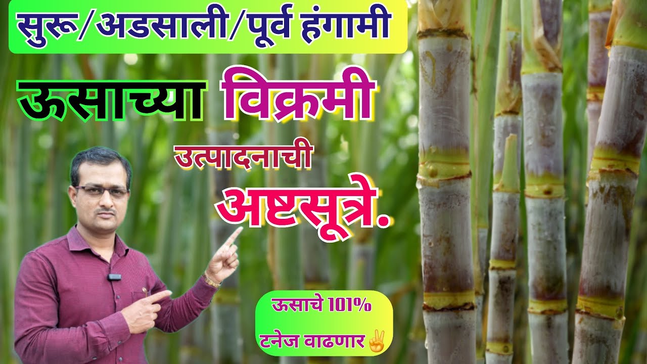 🎋सुरू /अडसाली /पूर्वहंगामी ऊसाच्या विक्रमी उत्पादनाची अष्टसूत्रे.! 101% टनेज वाढणार ✌️