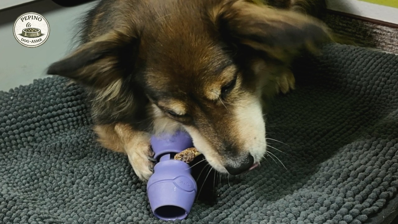Dog Eating ASMR | 24 Min Calm Chewing Sounds (Chicken Wrapped Chew)
