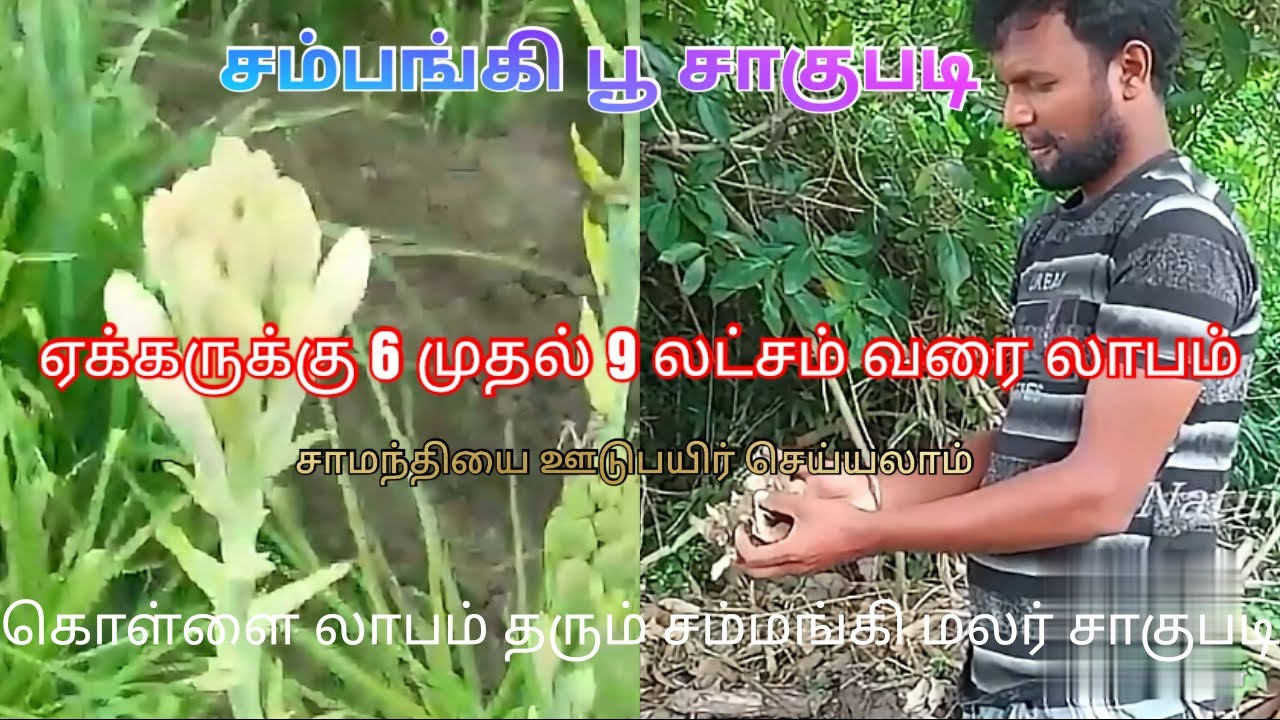 how to farm tuberose |Sampanki 6383768439|சம்பங்கி பூ வருடத்திற்கு 9 லட்சம்|Tuberose flower farming