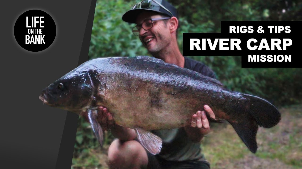 RIVER CARP FISHING - Rigs and Tips