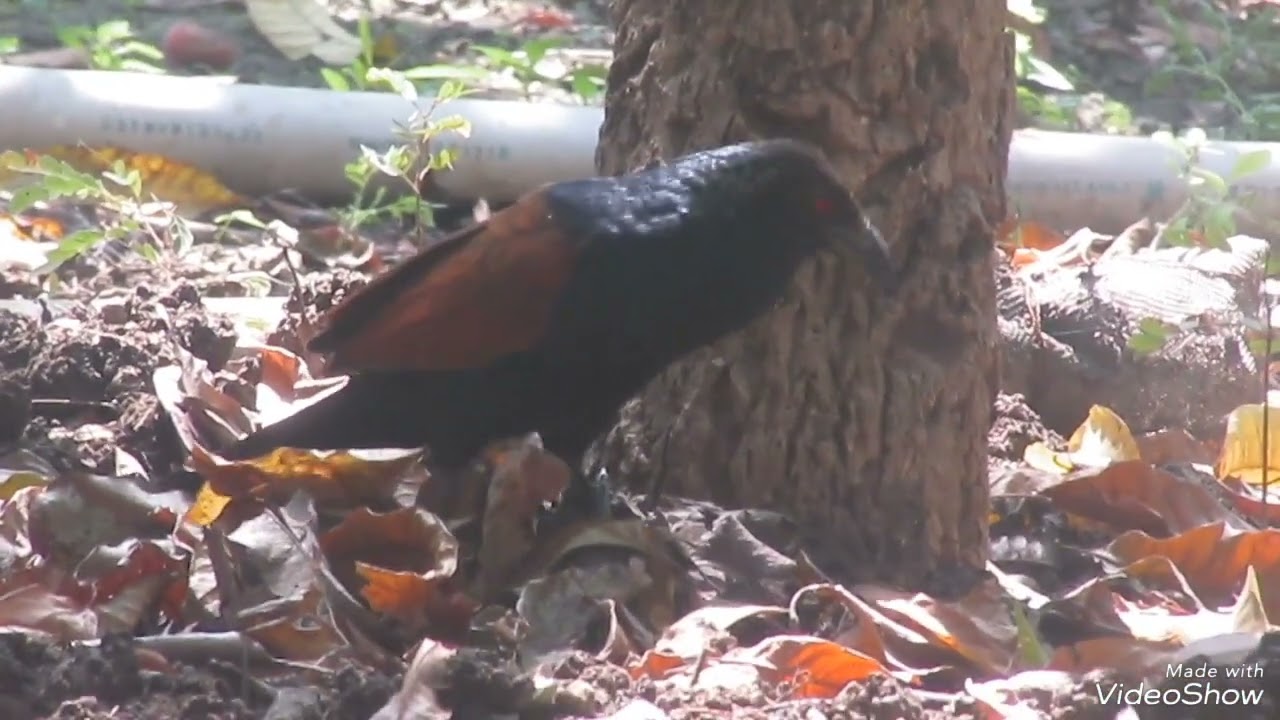 Greater coucal bird sound💤 महोका पक्षी की आवाज| भारद्वाज पक्षी| #greatercoucal #mahoukakoukou