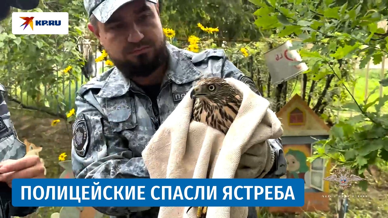 Полицейские спасли ястреба во время зарядки в детском саду
