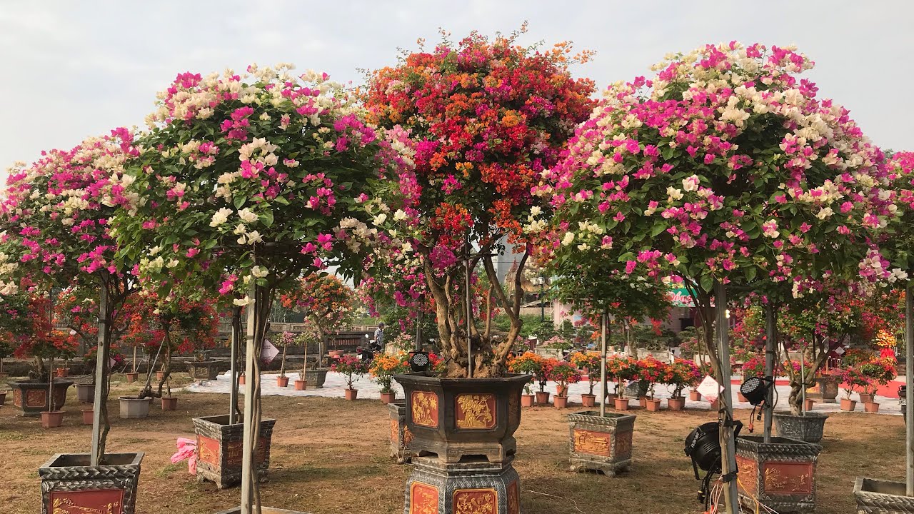 Hoa Giấy Phù Đổng | Sắc màu Phù Đổng
