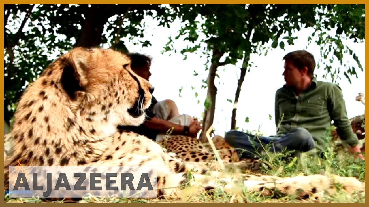 🇳🇦 Saving Namibia's Cheetahs | earthrise