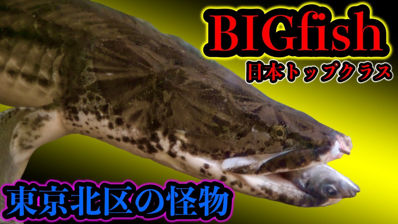 超巨大　83㎝　モンスターフィッシュ　〜　アクアリウムショップ『ツーウェイ』大型魚ラッシュ　タンガニーカ湖コンギクス　プラチナシルバーアロワナ