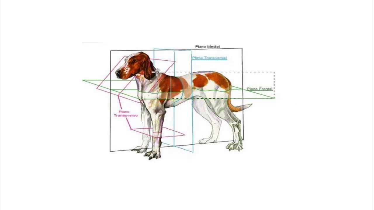Anatomía Animal - Clase 02 Introducción