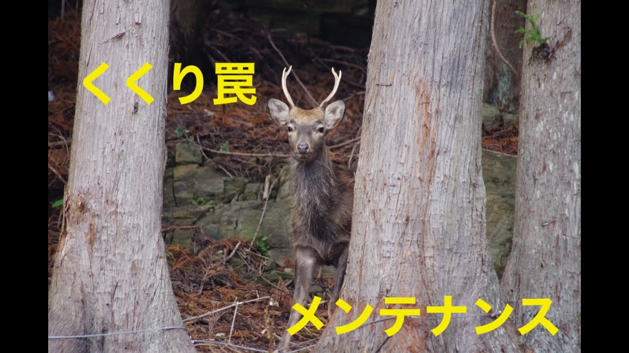 くくり罠のメンテナンス動画