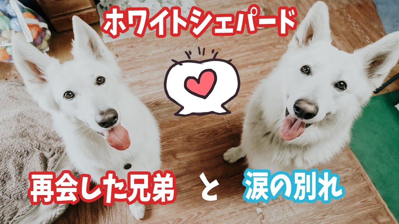 本当の兄弟と再会したホワイトシェパード、別れの時あまりに悲しくて泣いてしまう…(´；ω；`)