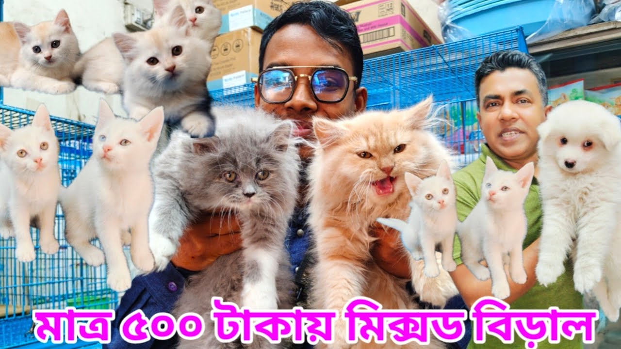 Mixed Breed Cat price in Bangladesh | Katabon Animal market in Bangladesh | Cat price in Bangladesh 