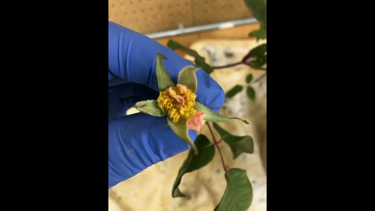 Hybridizing roses