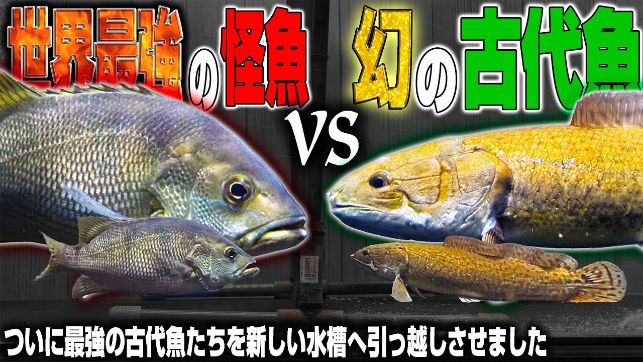 【最強vs最恐】「世界一の怪魚」と「幻の古代魚」を同居させてみた