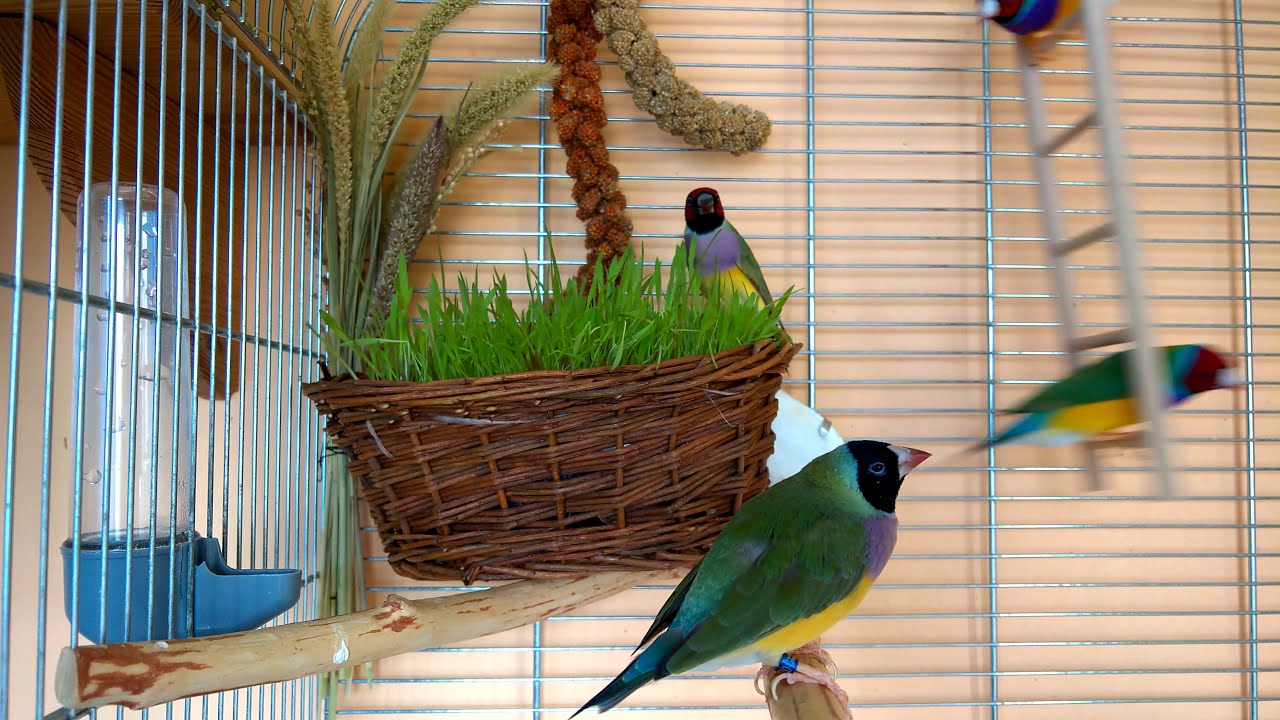 Amadyny Wspaniałe | Gouldian Finches