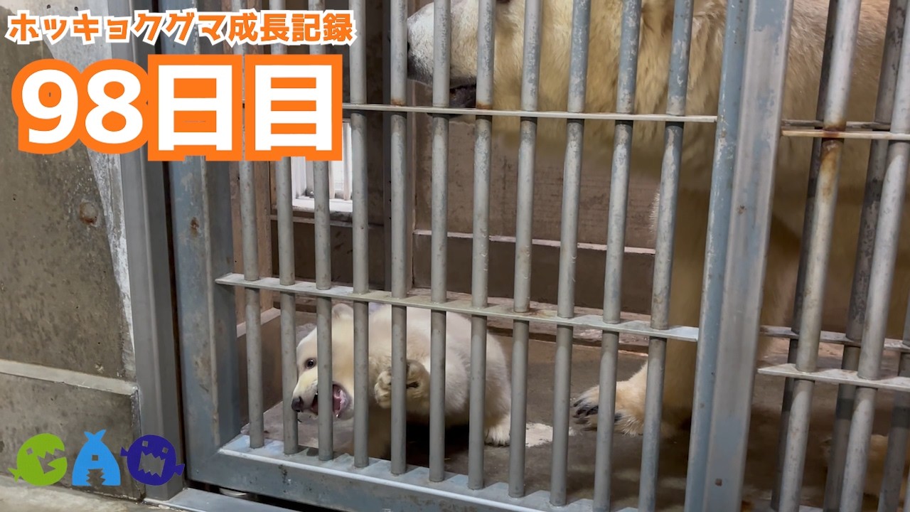 【98日目】ホッキョクグマ成長記録37