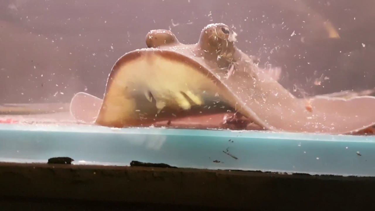 Blue spot mask ray Wtfish