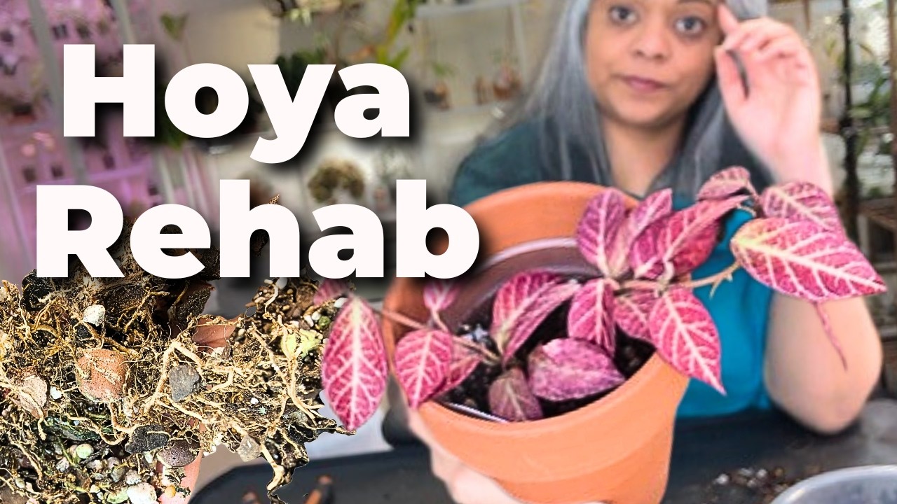 The Reality of Hoya Care: Dry Rot and Starting Over