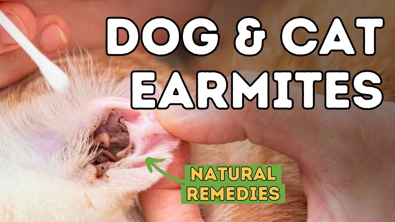 How to Treat Ear Mites in Pets Naturally and Effectively