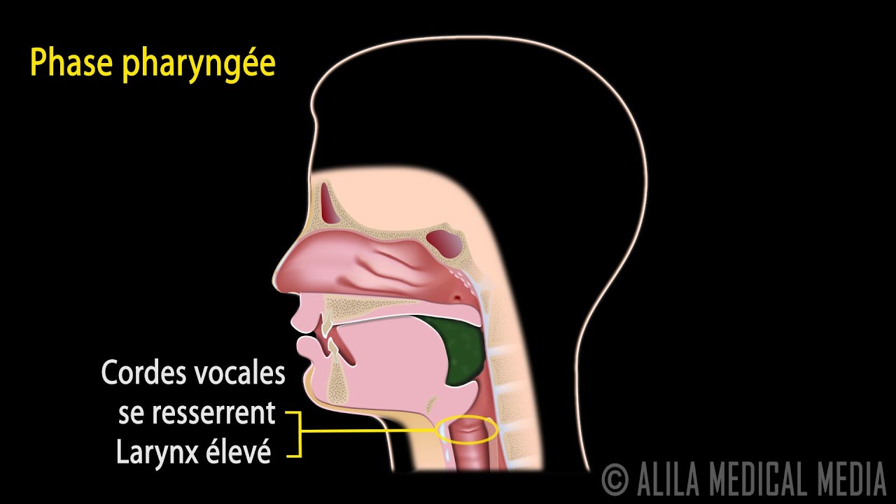 Le Réflexe de Déglutition, Phases et Contrôle Neuronal, Animation.