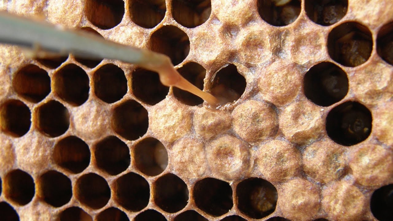 American Foul Brood