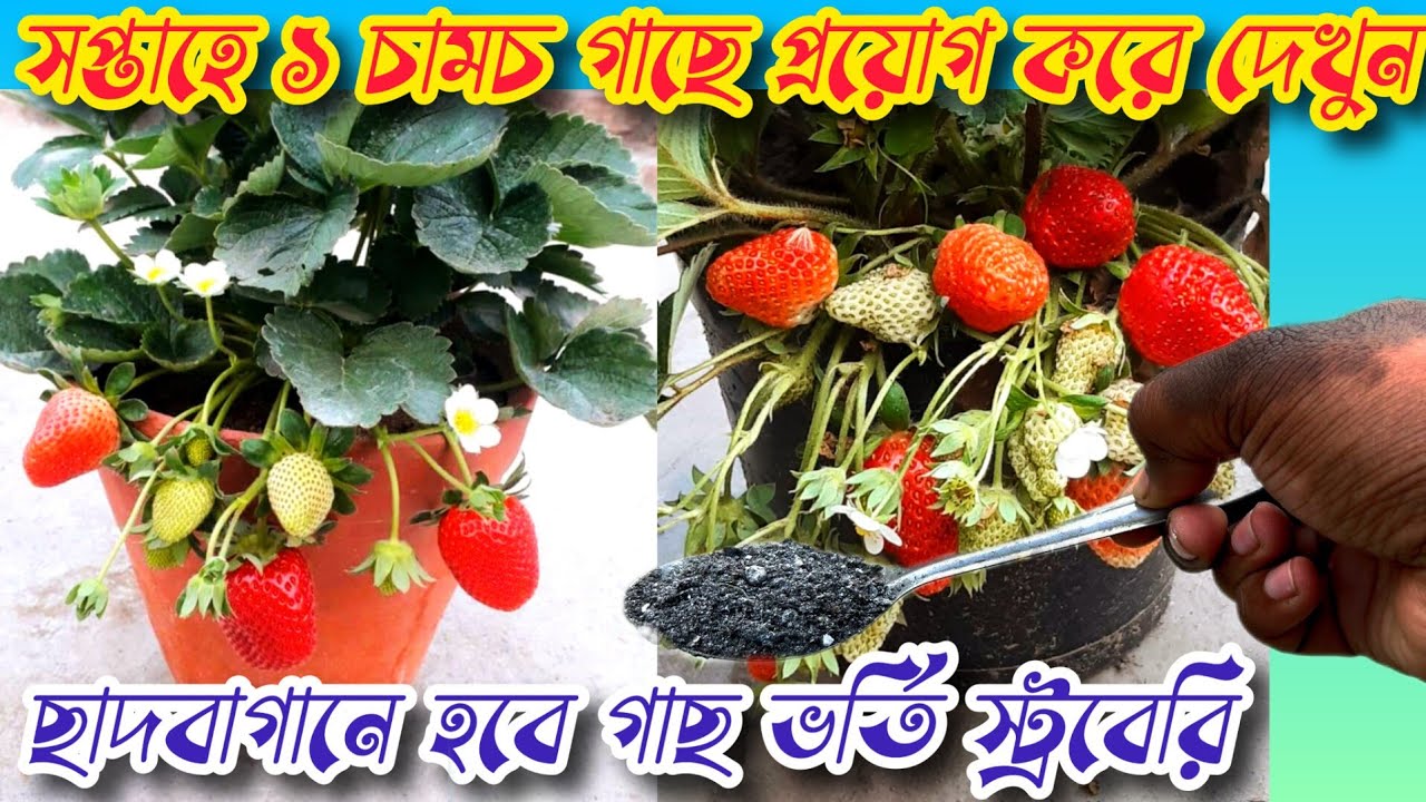 স্ট্রবেরি গাছে ১০ দিন বাদে ১ চামচ করে দিন- ফলের ভারে গাছ উপড়ে যাবে | স্ট্রবেরির সিক্রেট ফার্টিলাইজার