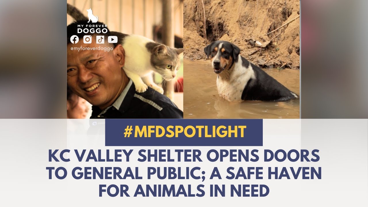 KC VALLEY SHELTER OPENS DOORS TO GENERAL PUBLIC; A SAFE HAVEN FOR ANIMALS IN NEED