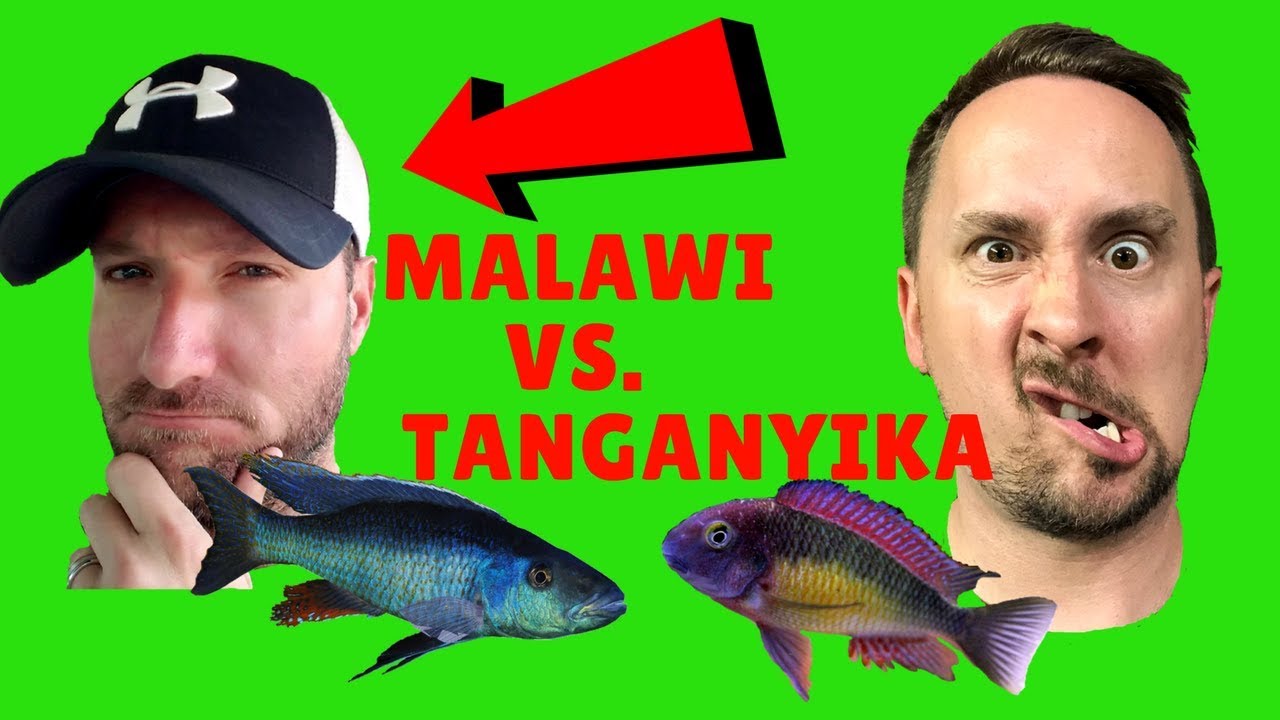 MALAWI Cichlids VS. TANGANYIKA Cichlids which is better?
