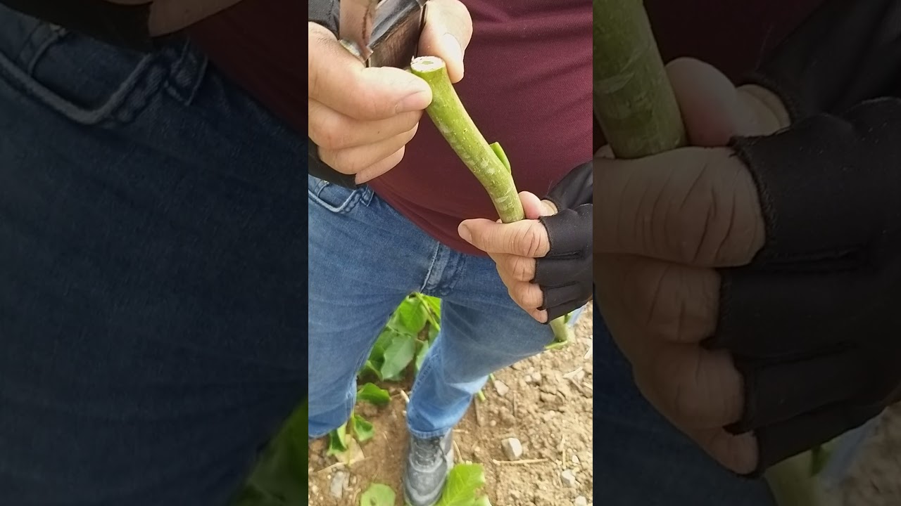 Aynı Anaca hem kalem aşı hemde yüksük aşı yapılışı izleyelim