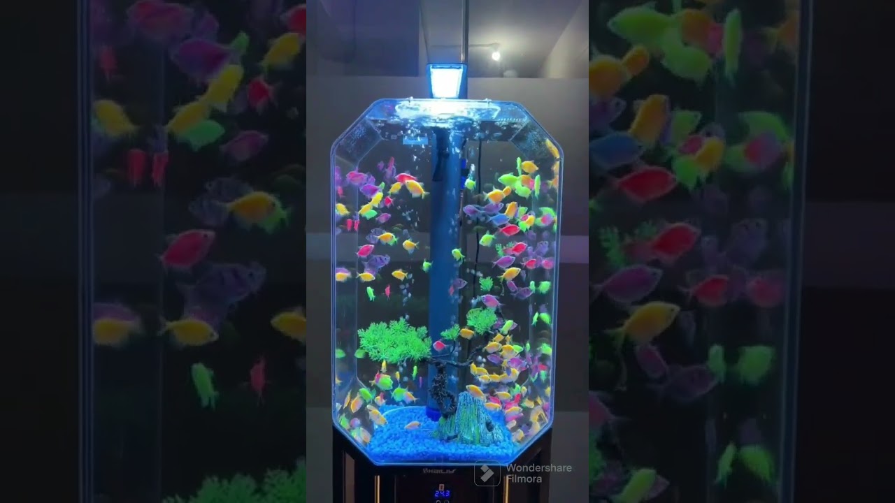 For Glow fish lovers #aquarium #fish