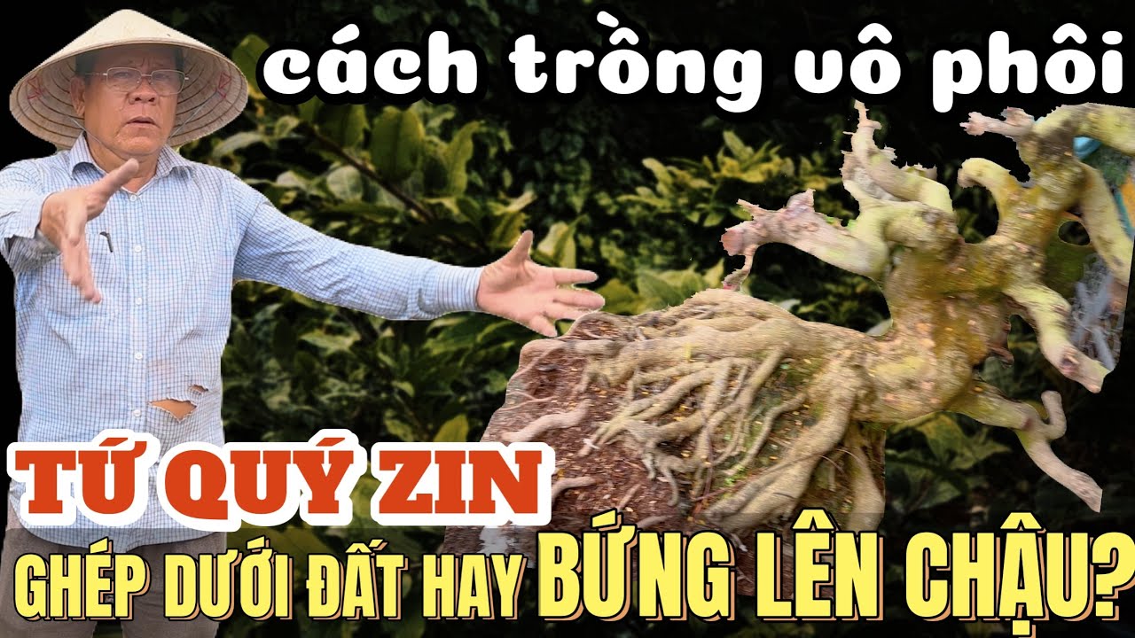 Út Đực Chia Sẻ Cách Vô Phôi & Ghép Mai Tứ Quý | Nên Ghép Dưới Đất Hay Bứng Lên Chậu Mới An Toàn Nhất