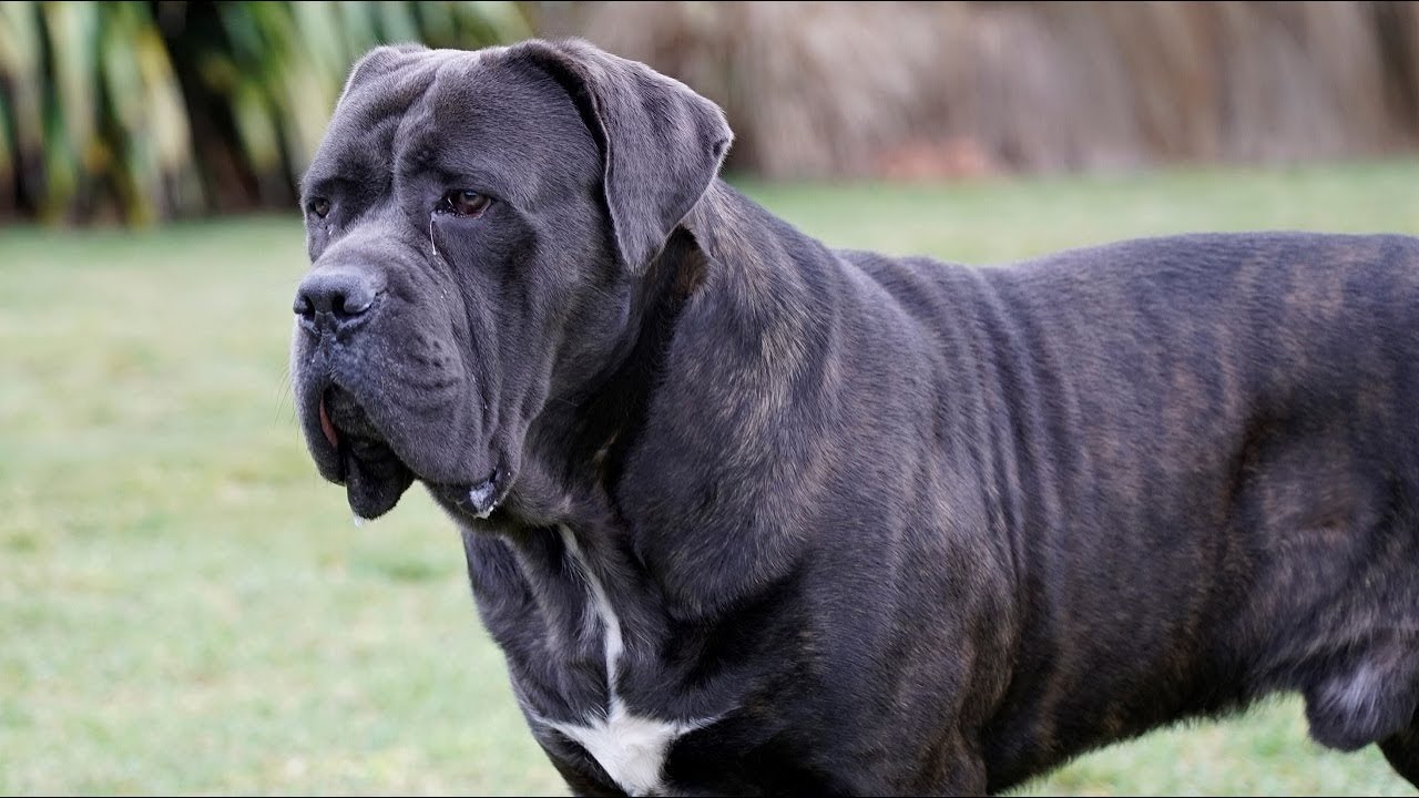 CANE CORSO is a LOVER not a FIGHTER