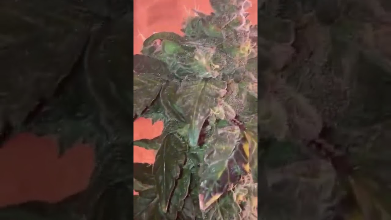 London Pound Cake X￼ White Widow￼ (Week7 Of Flower) Deep Water Culture Hydroponic