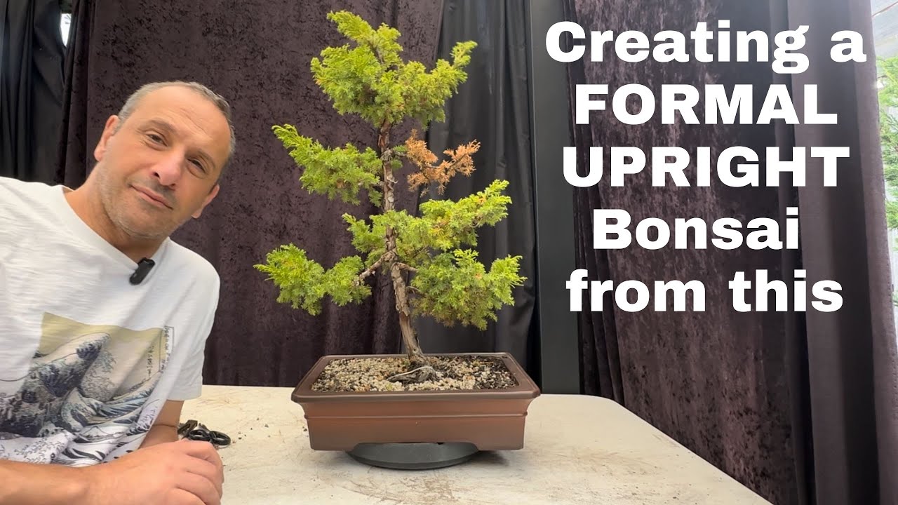 Transforming a Juniper into a Stunning Formal Upright Bonsai | Step-by-Step Guide