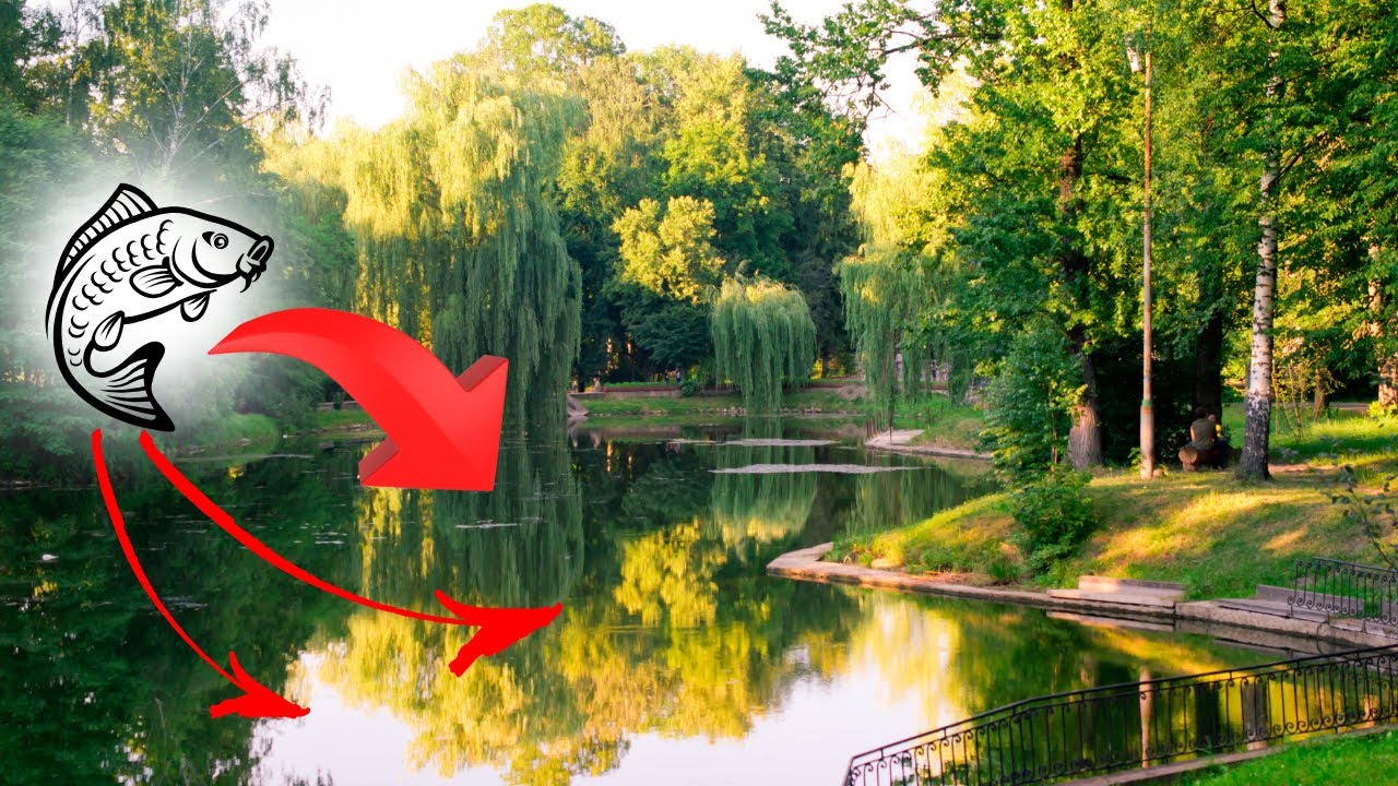 Où Pêcher la Carpe en Été: Guide des Meilleurs Coins