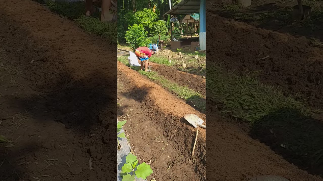Amending the soil for planting vegetables at moca farm