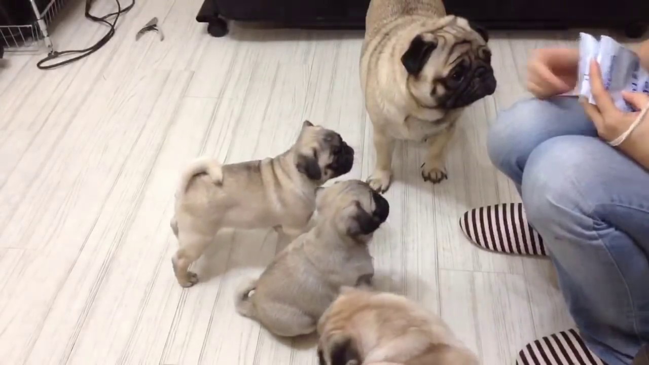 パグの家族♡ Pug's Family