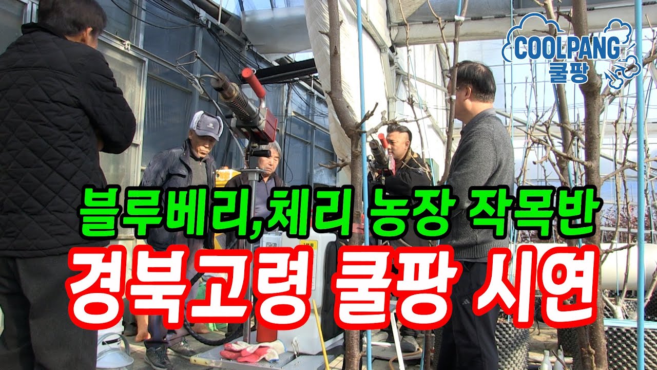 경북고령 블루베리, 체리농장 작목반 쿨팡 시연      #연막기 #연무기 #farming #병해충방제  #하우스방제