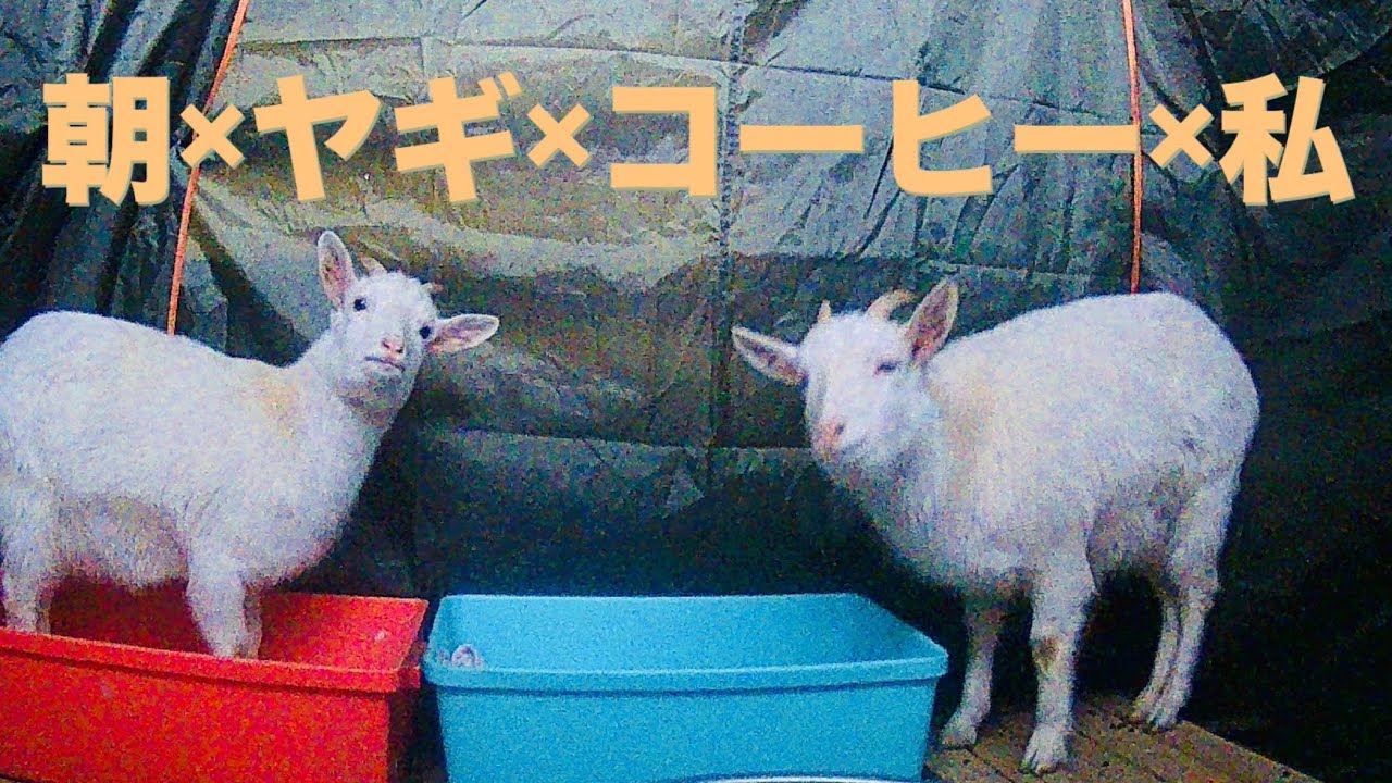 穏やかな朝