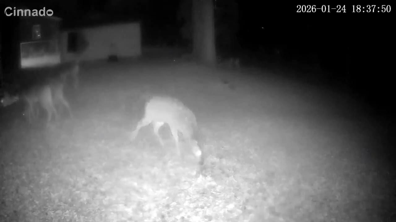Deer Cam 1/24/26