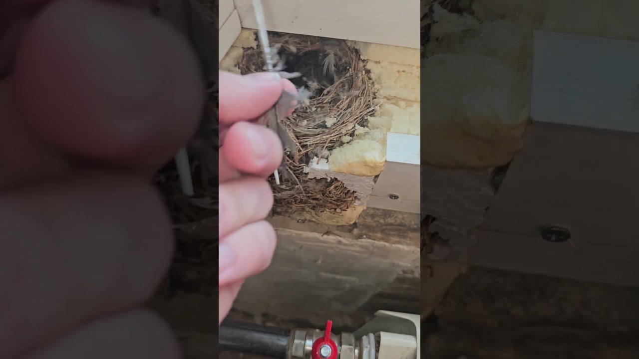 гнездо в подлокотнике #shotrs