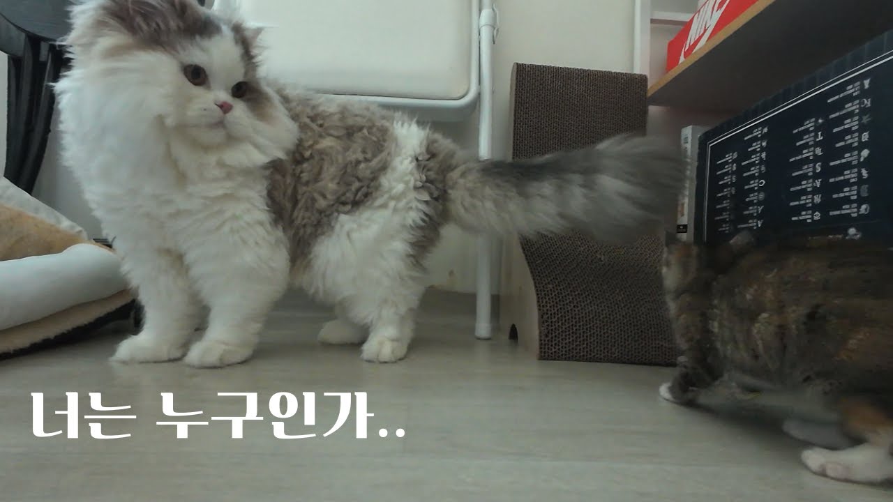 너는 누구인가..(FEAT.촬리와 뉴페이스) 아기고양이의 방문