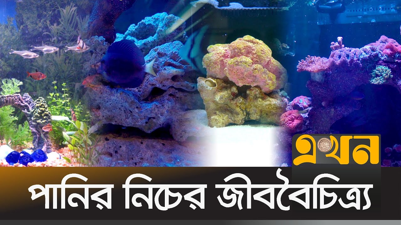 ড্রয়িং রুমে জীবন্ত প্রবাল! | Aquarium | Aquarium Fish | বাজারে নতুন