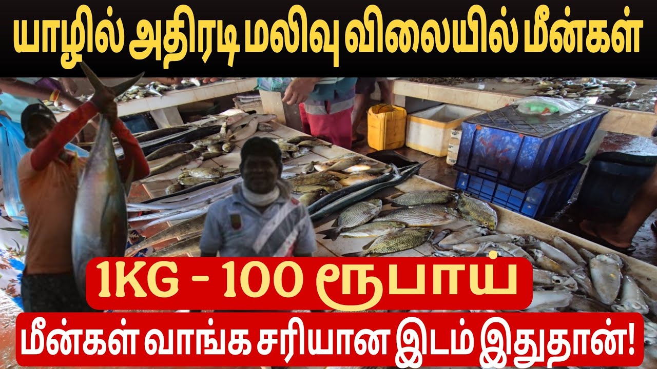 🛑யாழில் திடீரென விலைகுறைந்த மீன்கள்! வாங்க சரியான இடம் இதுதான்? #jaffna#trendingtamilnews#fishmarket