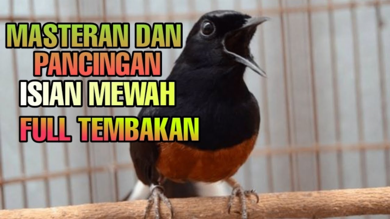 Suara murai batu gacor full isian mewah