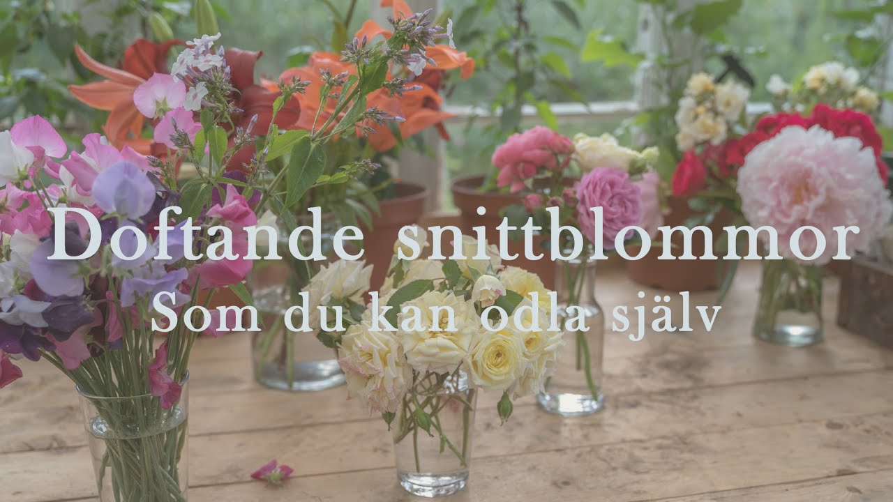 Doftande snittblommor - som du kan odla sj&auml;lv i tr&auml;dg&aring;rden