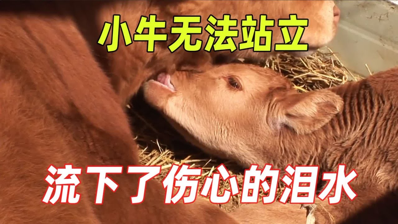 小牛刚出生就无法站立，老人推车每天帮它进行锻炼，最后奇迹发生