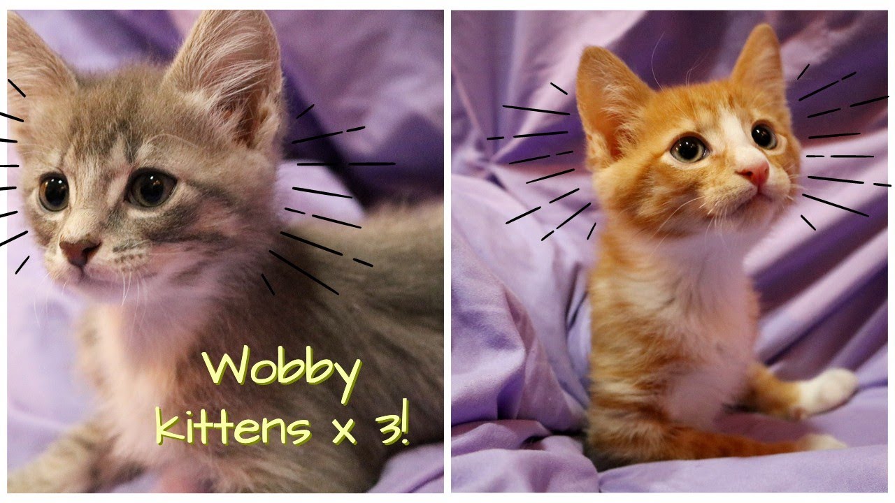 Kittens with CEREBELLAR HYPOPLASIA // The difference between mild, moderate, and severe