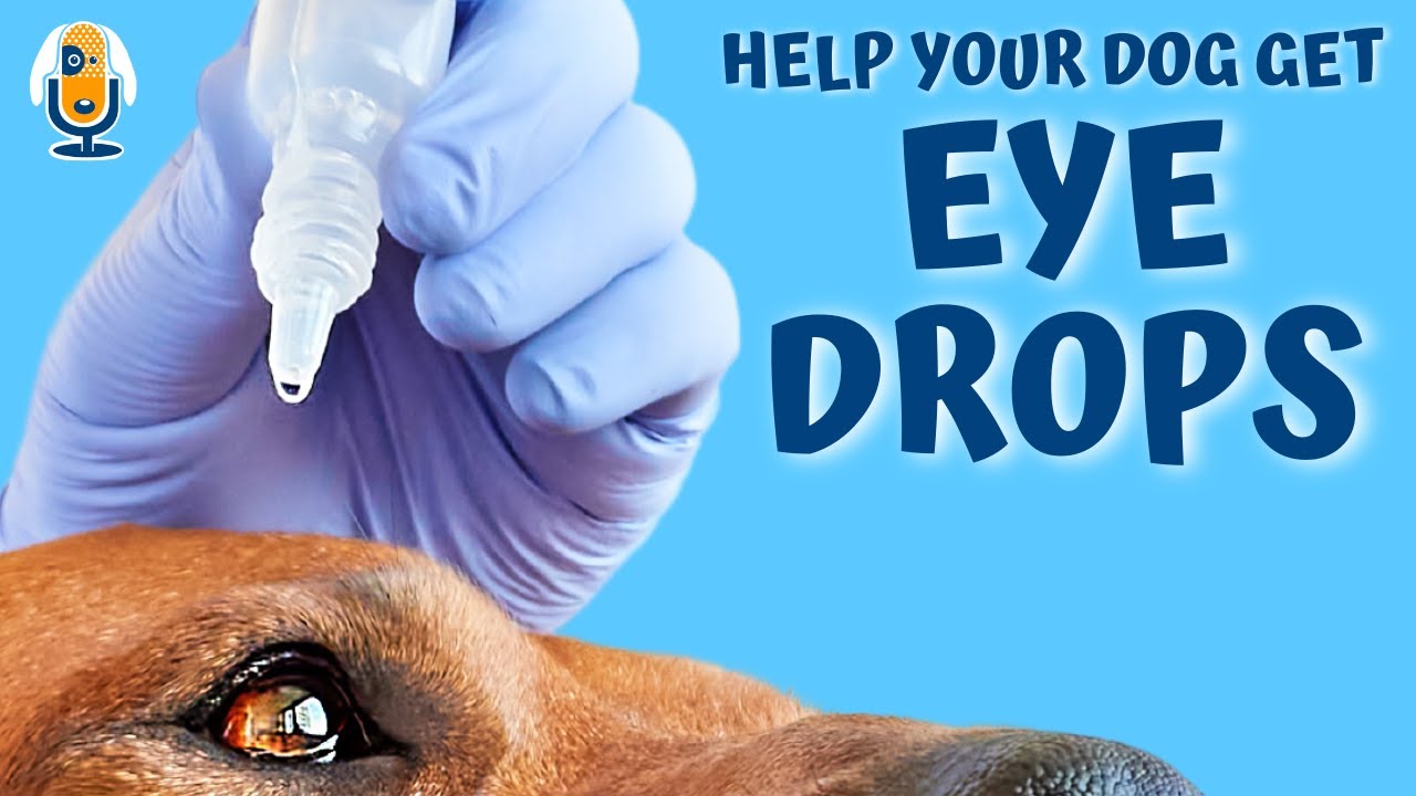Help Dogs Get Eye Drops: Creating A Positive Conditioned Emotional Response