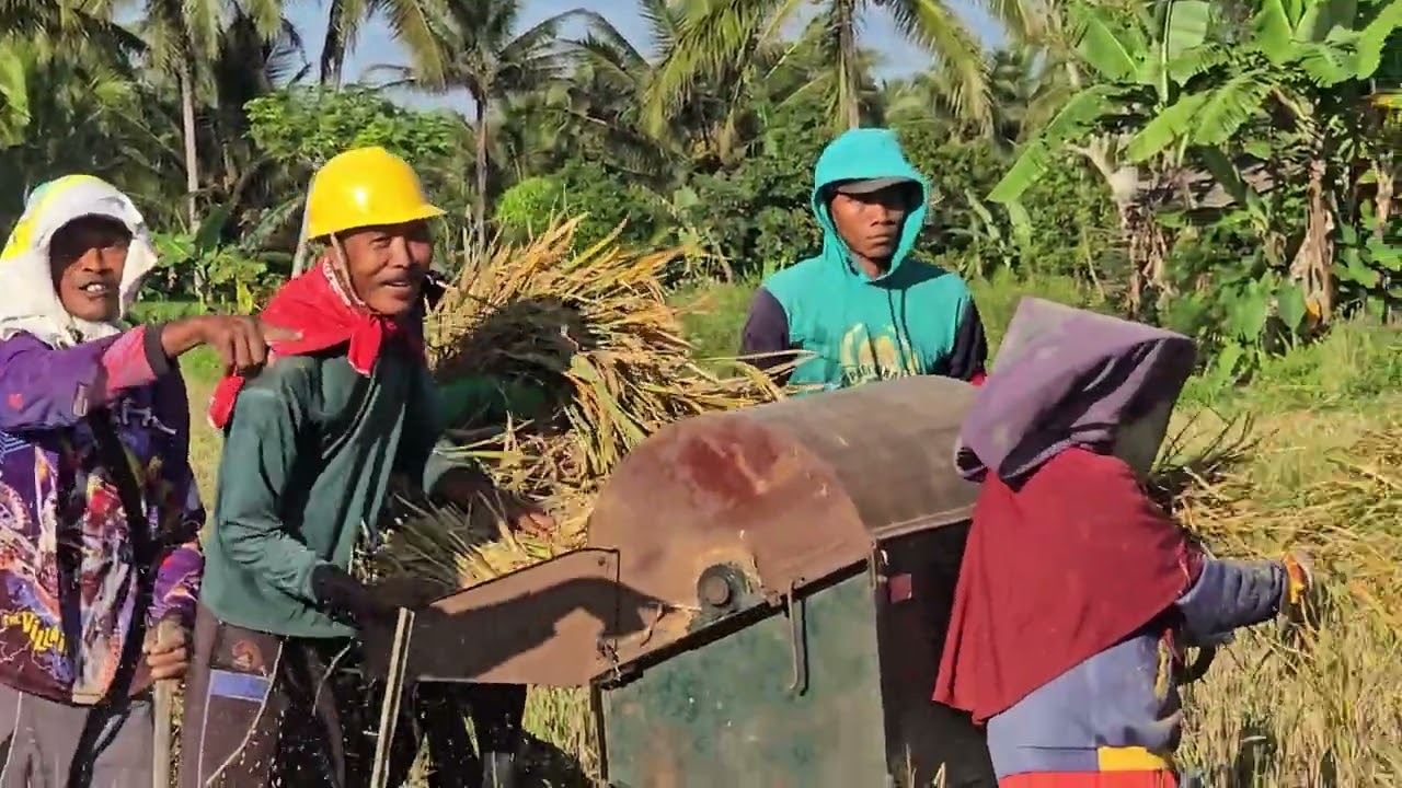 Panen padi 32.