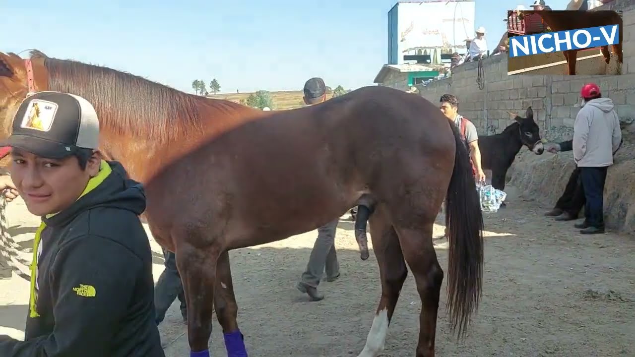LOS INCREIBLES CABALLOS CUARTOS DE MILLA QUE LLEGARON A LAS PLAZAS GANADERAS ESTE 2025.
