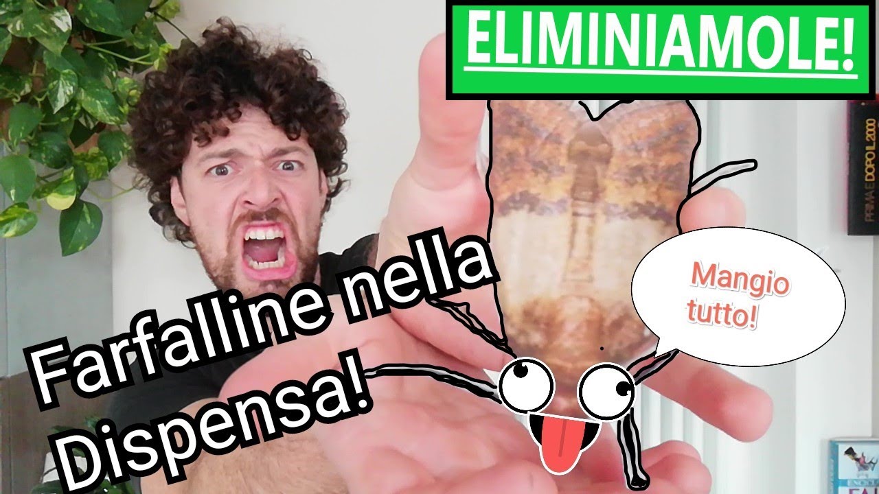 Come eliminare le farfalline alimentari dalla dispensa